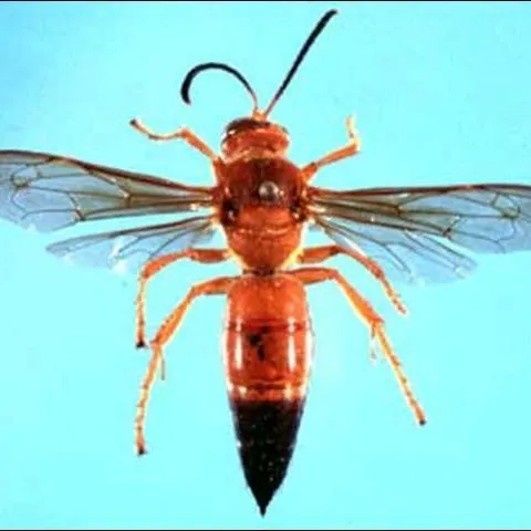 thumbnail for publication: Cicada Killer, Giant Ground Hornet, Sphecius hogardii (Latreille) and Sphecius speciosus (Drury) (Insecta: Hymenoptera: Sphecidae)